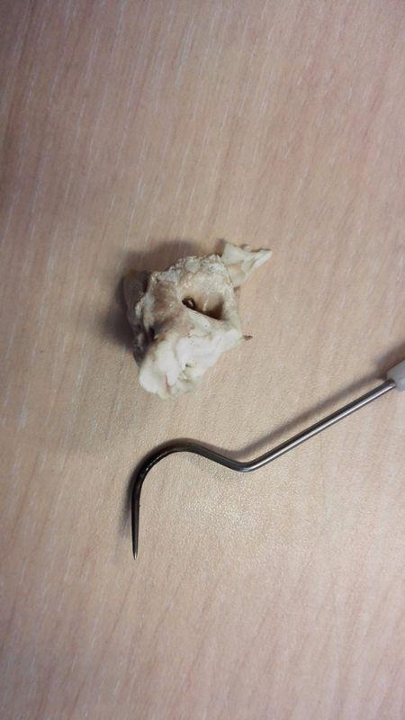 鱼料怎么看真假辨别,揭秘辨别技巧