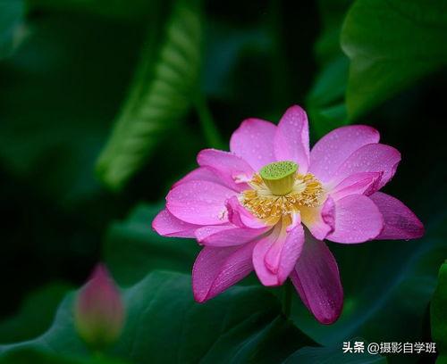 头条拍摄荷花的图片,捕捉夏日荷花的绝美瞬间