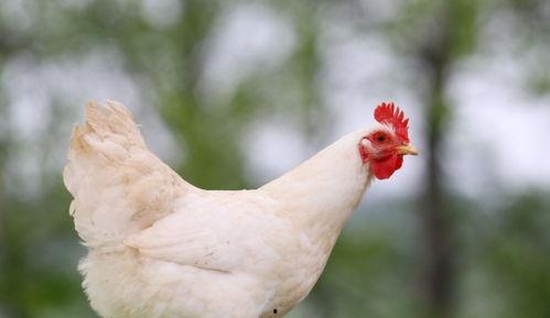 酉鸡明星,闪耀舞台的璀璨之星