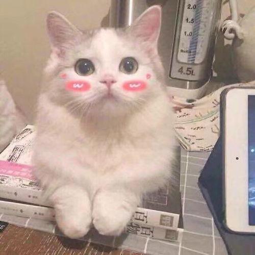 吃瓜群头像推荐可爱