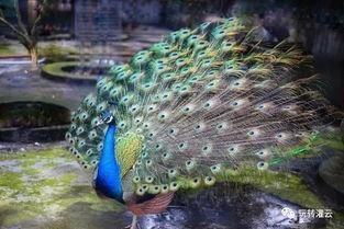 明星国际孔雀基地,绽放东方美韵的孔雀王国