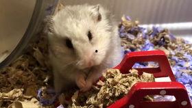 可爱的小仙女吃瓜