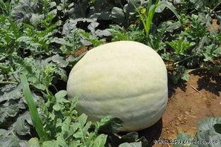 吃三白瓜图片,夏日消暑佳品，视觉与味蕾的双重盛宴