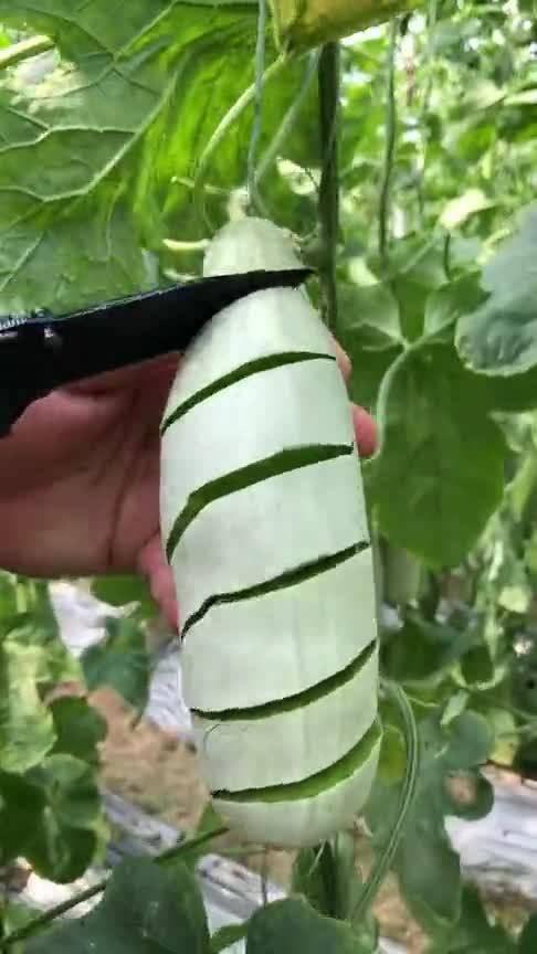 勺子吃瓜口感特别好,尽享丝滑美味之旅