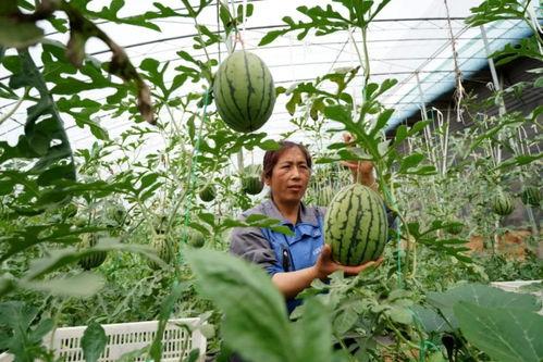 盐池吃瓜事件,一场引发社会热议的网络狂欢