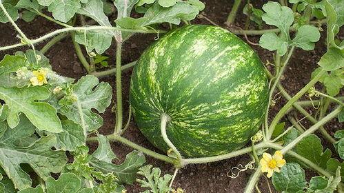 吃瓜会长,吃瓜群众视角下的娱乐圈风云录