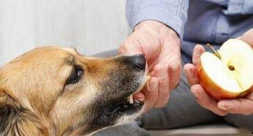 吃瓜狗狗吵架图片搞笑,笑料横生！