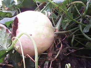 老鼠吃熟瓜,老鼠的美食之旅